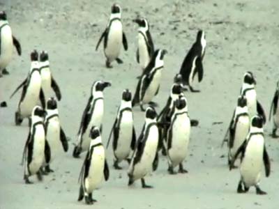 Saving the penguins in southern Africa