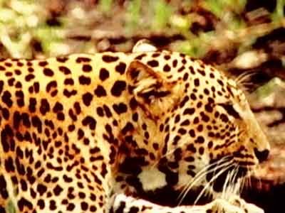 Born Wild: Leopard a menace or a victim of mordernisation? (Aired: April 2005)