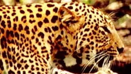 Born Wild: Leopard a menace or a victim of mordernisation? (Aired: April 2005)