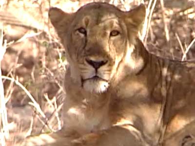 Born Wild: The Asiatic lion's only home in Gujarat's Gir sanctuary (Aired: October 2004)