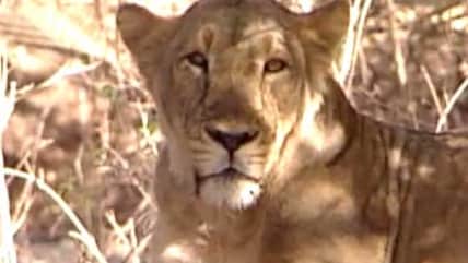 Born Wild: The Asiatic lion's only home in Gujarat's Gir sanctuary (Aired: October 2004)