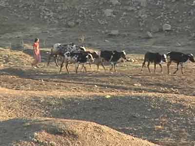 Drought in Maharashtra: natural calamity or self-made?