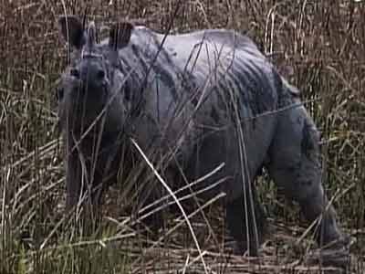 Video : Born Wild: How Kaziranga is preserving India's rhinos (Aired: November 2003)