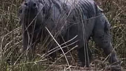 Born Wild: How Kaziranga is preserving India's rhinos (Aired: November 2003)