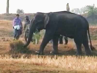 India Matters: There's a tusker in my backyard (Aired: Feb 2003)