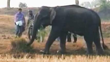 India Matters: There's a tusker in my backyard (Aired: Feb 2003)