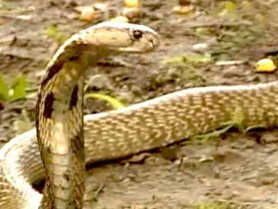 Born Wild: Catching a cobra (Aired: October 2003)