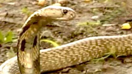 Born Wild: Catching a cobra (Aired: October 2003)