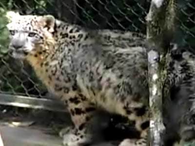Video : Born Wild: Lost creatures (Aired: November 2003)