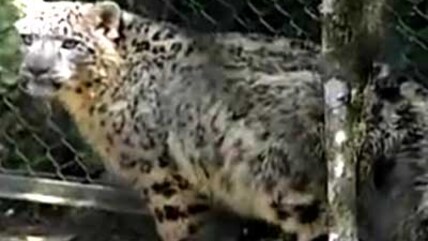 Born Wild: Lost creatures (Aired: November 2003)
