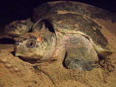 Born Wild: Beach-bound with the Olive Ridleys (Aired: November 2003)