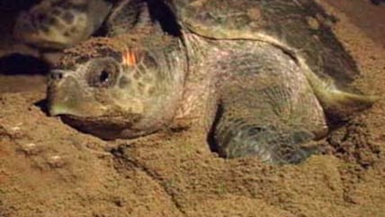 Born Wild: Beach-bound with the Olive Ridleys (Aired: November 2003)