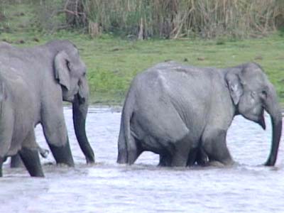 Born Wild: Elephants can remember (Aired: November 2003)