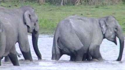 Born Wild: Elephants can remember (Aired: November 2003)