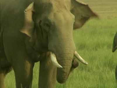 Video : In Assam, a village makes way for elephants