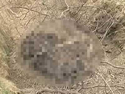 3 tigers found dead in Corbett in 6 days; forest officials on tenterhooks