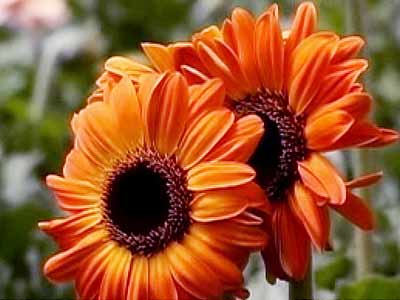 शादी के मौके पर फूलों की रौनक