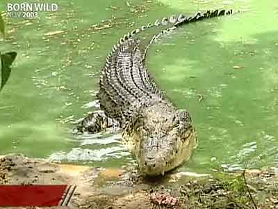 Born Wild: Saving the crocodile (Aired: November 2003)