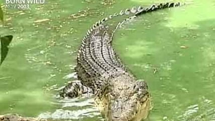 Born Wild: Saving the crocodile (Aired: November 2003)