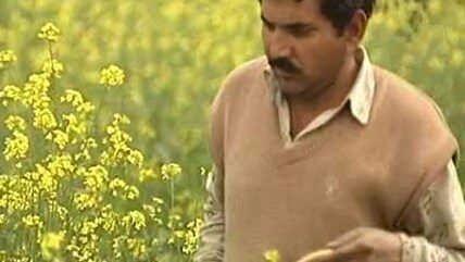 Reality Bites:  Of mustard fields and political identity (Aired: February 2002)