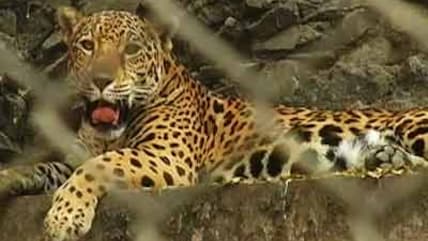 Born Wild: The zoo story (Aired: August 2004)