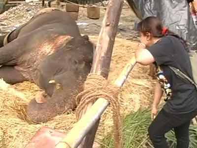 Mumbai fights for Bijlee, age 58, weight five tonnes Mumbai fights for Bijlee, age 58, weight five tonnes