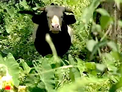 Born Wild: Four-legged Arunachalis (Aired: January 2008)