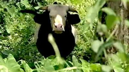 Born Wild: Four-legged Arunachalis (Aired: January 2008)