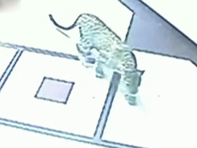 कैमरे में कैद : मुंबई की रिहाइशी बिल्डिंग में घुसा तेंदुआ कैमरे में कैद : मुंबई की रिहाइशी बिल्डिंग में घुसा तेंदुआ