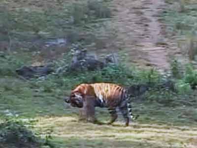 Video : Born Wild: Protecting the tiger (Aired: February 2008)