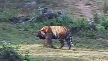 Born Wild: Protecting the tiger (Aired: February 2008)