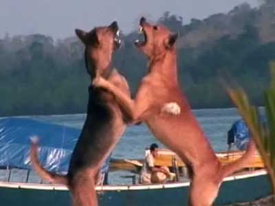 Born Wild: Preserving the Andaman archipelago (Aired: April 2008)