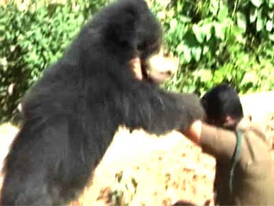 Bear attacks two forest guards who rescued it from a well