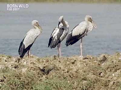 Born Wild: Fly away home (Aired: February 2007)