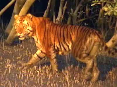 Born Wild: The delta and the desert (Aired: September 2004)