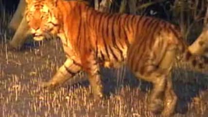 Born Wild: The delta and the desert (Aired: September 2004)
