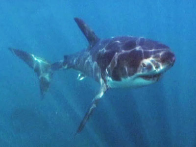 Born Wild: Protecting <i>Jaws</i> (Aired: August 2009)