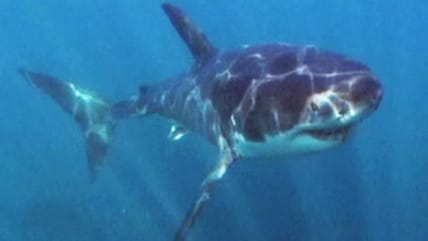 Born Wild: Protecting <i>Jaws</i> (Aired: August 2009)