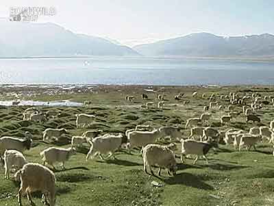 Video : Born Wild: The wetlands of Ladakh (Aired: February 2007)