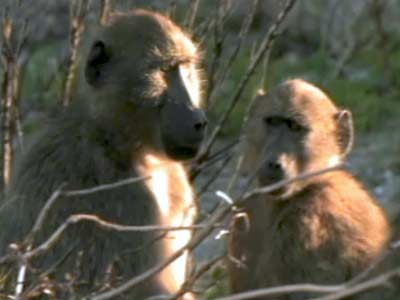 Born Wild: Tracking baboons in the heart of wild Africa (Aired: June 2009)