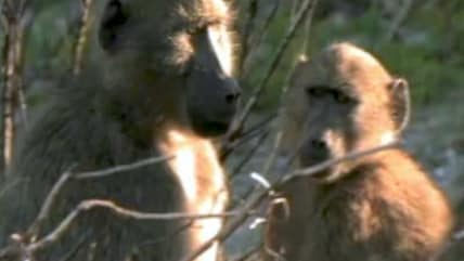 Born Wild: Tracking baboons in the heart of wild Africa (Aired: June 2009)