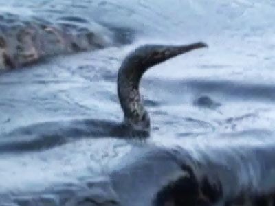 Gulf War - a war against planet earth?