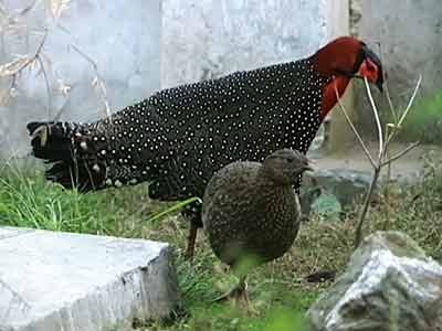 Born Wild: The endangered Western Tragopan pheasants (Aired: July 2005)