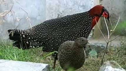 Born Wild: The endangered Western Tragopan pheasants (Aired: July 2005)