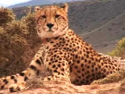 Born Wild: The Cheetah (Aired: January 2008)