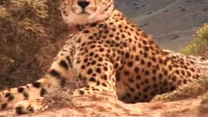 Born Wild: The Cheetah (Aired: January 2008)