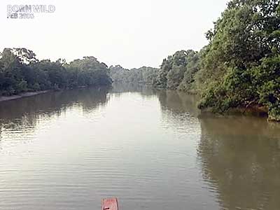 Born Wild: Preserving Odisha's Bhitarkanika Mangroves (Aired: February 2006)