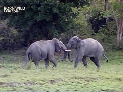 Born Wild: All creatures great and small (Aired: April 2006)