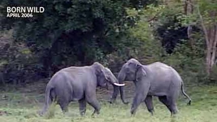 Born Wild: All creatures great and small (Aired: April 2006)