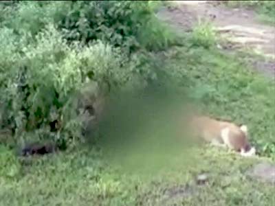 अस्पताल के सामने नवजात बच्ची के शव को कुत्तों ने नोचा